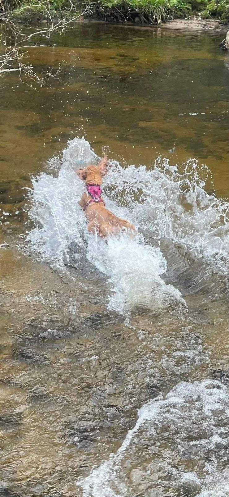 Cocker spaniel splashing through a Dartmoor river
